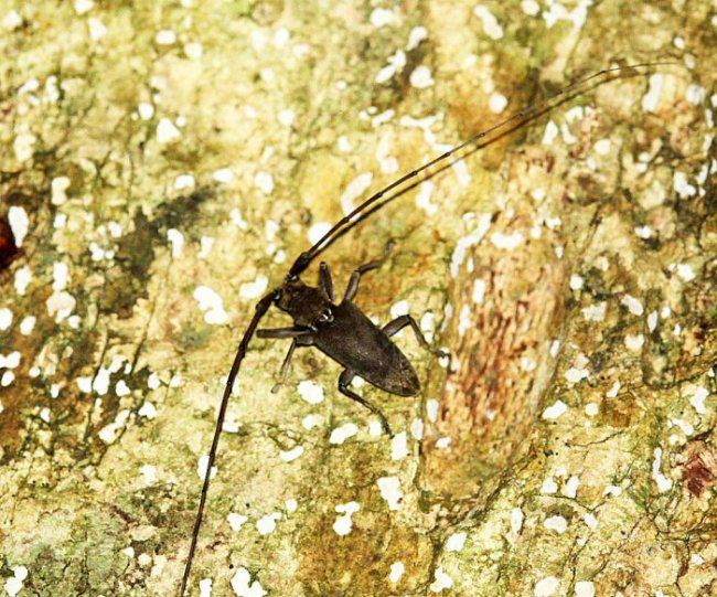 Acalolepta rusticatrix