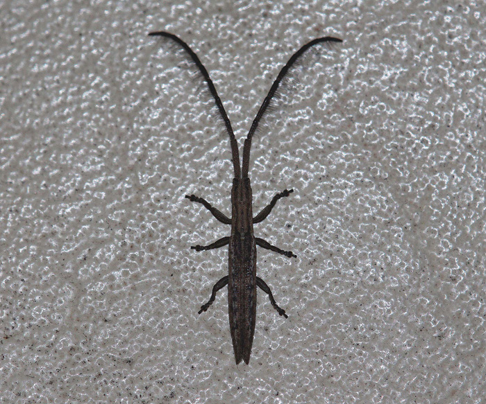 Atennohyllisia rondoni