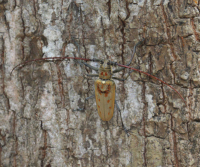 Batocera numitor ferruginea