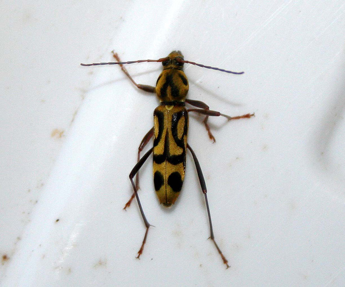 Chlorophorus annularis