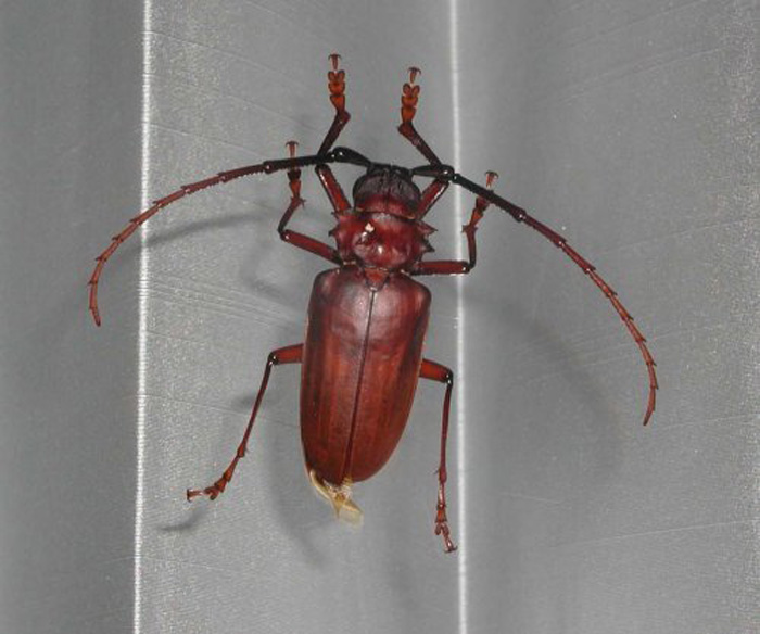 Dorysthenes granulosus