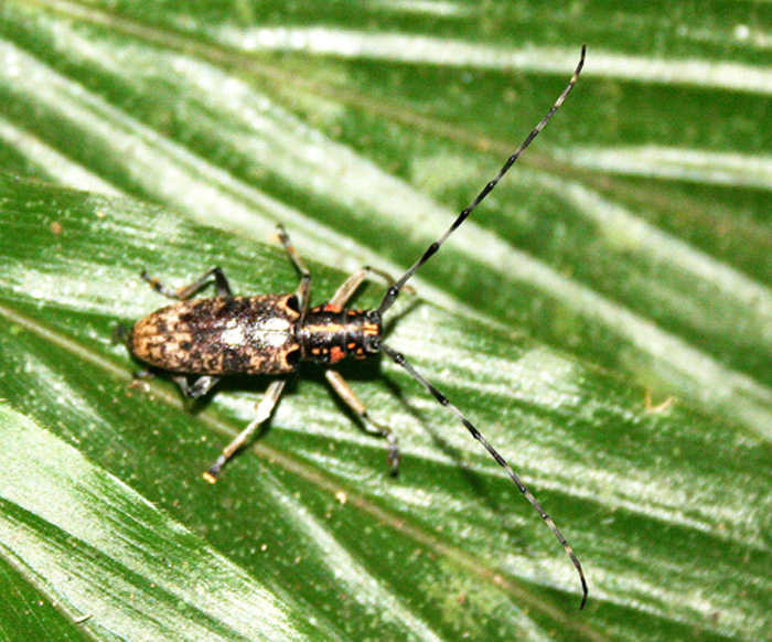 Epepeotes luscus