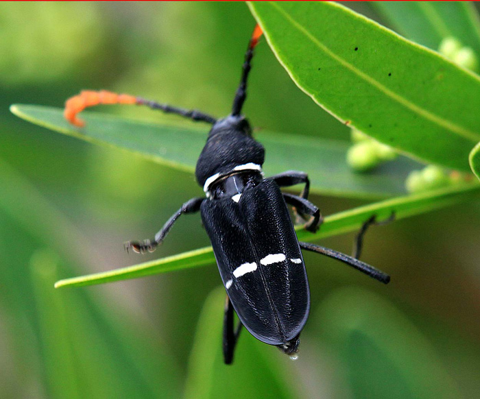 Euryathrum carinatum
