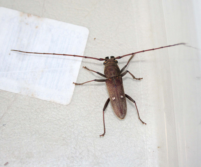 Gnatholea ebrurifera