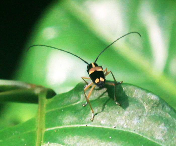 Gelenea anticepunctata