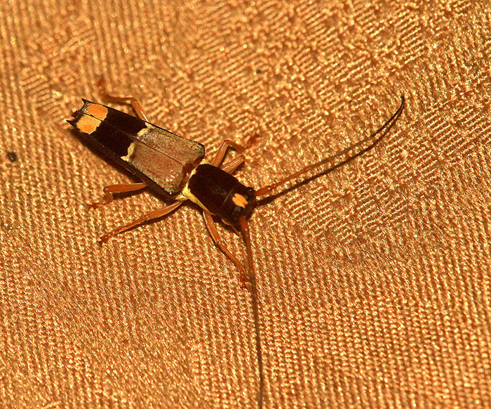 Glenea dimidiata dimidiata f.oudetera