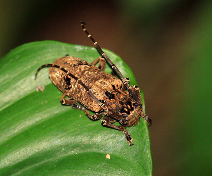 Metopides occipitalis