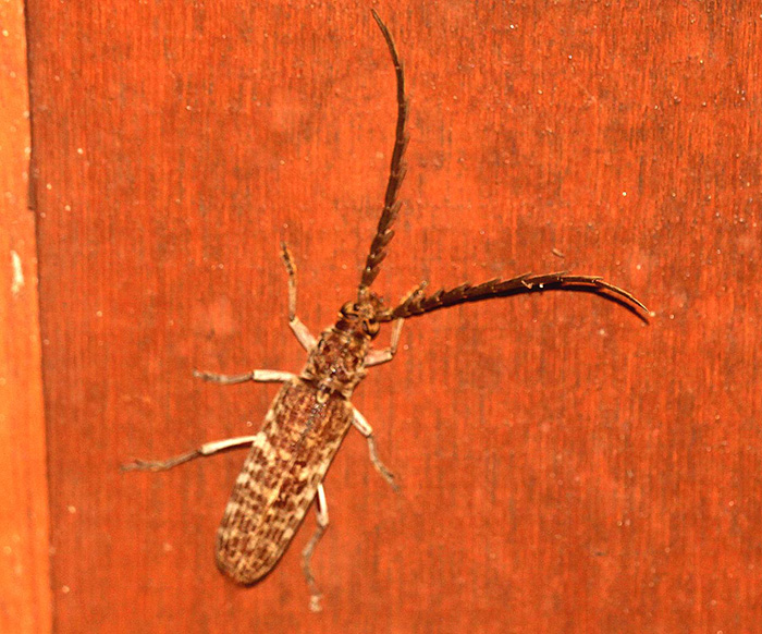 Rhytidodoera grandis