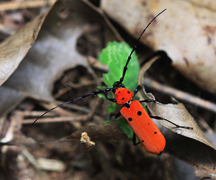 Rosalia decempunctata