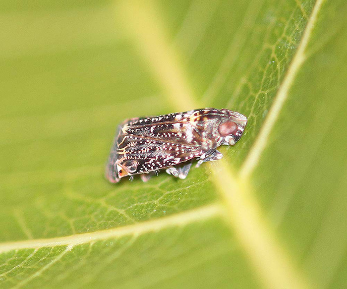 Achilidae - Poss. Deferunda Species.(Fulgoroidea)