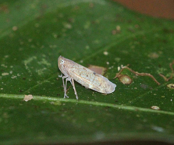Achilidae - Plectoderini Species.(Fulgoroidea)