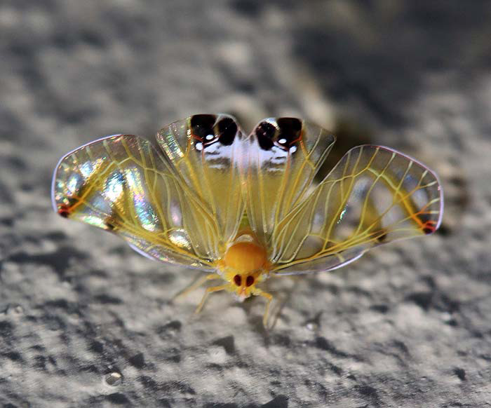 Derbidae - Rhotana sp.cf.kuncheriai.(Fulgoroidea)