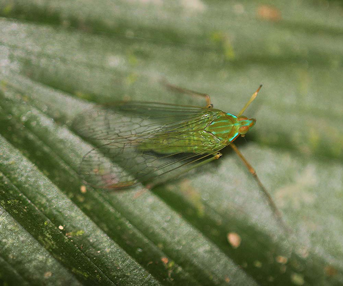 Dictyopharidae - Centromeria sp. cf. speilinea