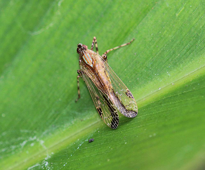 Dictyopharidae - Orthopagus sp. cf. splendens