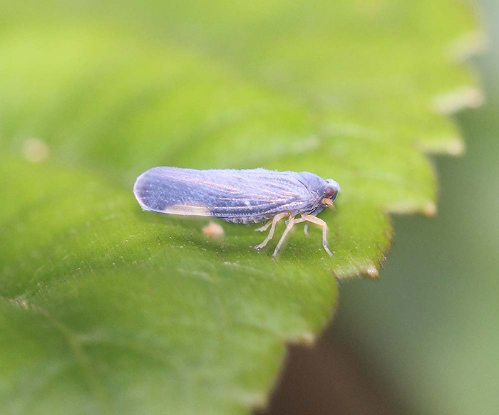 Derbidae sp. indet. (Fulgoroidea)