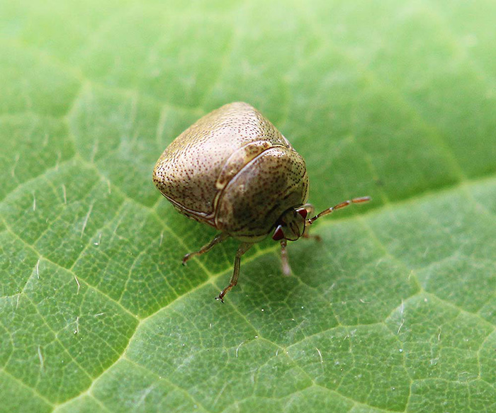 Plataspidae - Coptosoma cribarium.