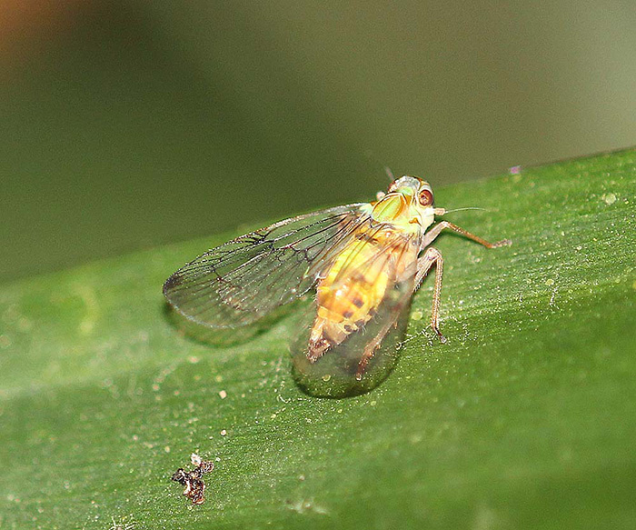 Tropiduchidae - Paricanini sp. indet. (Fulgoroidea)