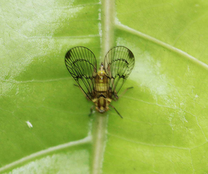 Tropiduchidae - Paricanini sp. indet. (Fulgoroidea)