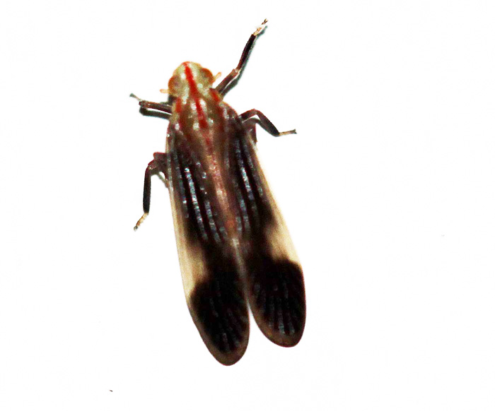 Tropiduchidae - Catulioides rubrolineata (Fulgoroidea)