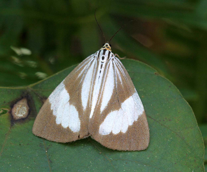 Nyctemera tripunctaria