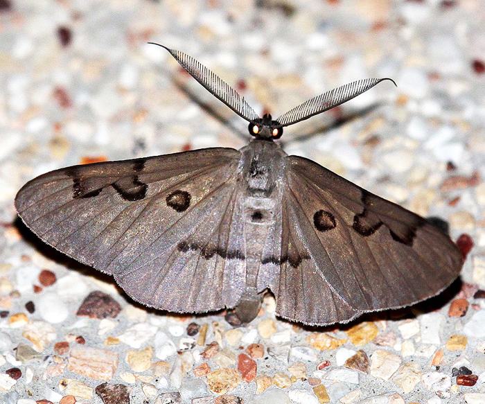 Hypochrosis sternaria