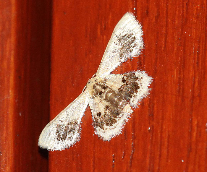 Idaea macrospila