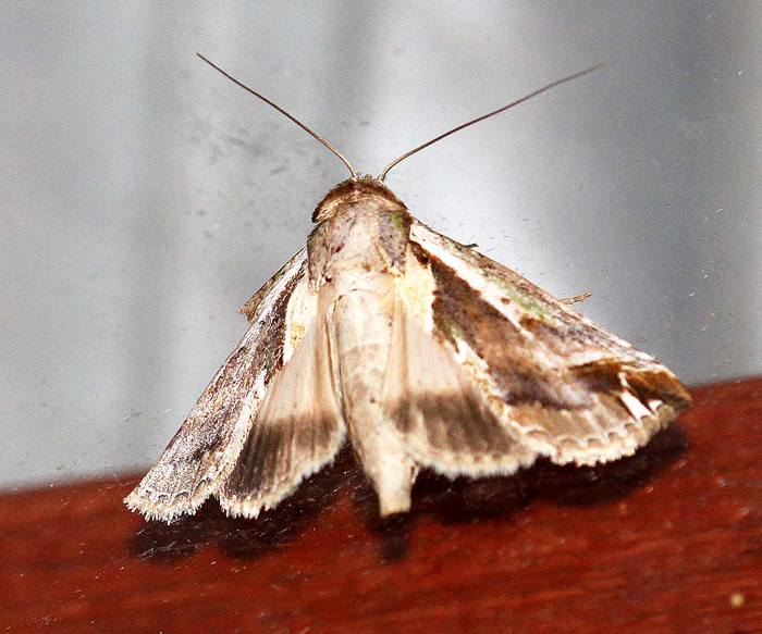 Nolidae-Risoba sp.