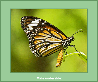 Danaus genutia genutia - Male
