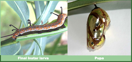 Euploea core godartii - Male