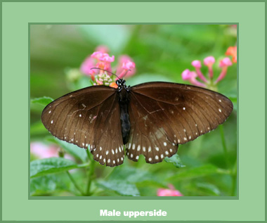 Euploea core godartii - Male