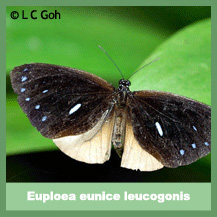 Euploea eunice leucogonis