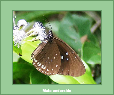 Euploea sylvester harrisii - Male