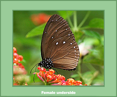 Euploea tulliolus ledereri - Male