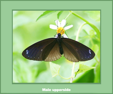 Euploea tulliolus ledereri - Male