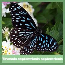 Tirumala septentrionis septentrionis