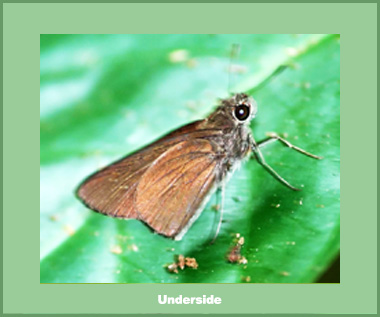 Baoris penicillata chapmani - Male