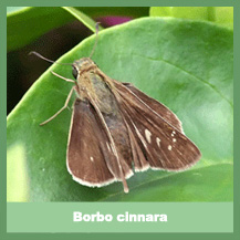 Borbo cinnara