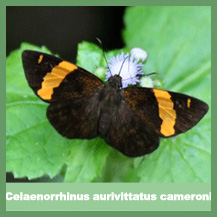 Celaenorrhinus aurivittatus cameroni