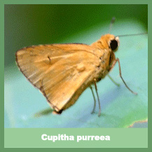 Cupitha purreea