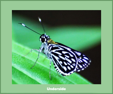 Plastingia naga - Male