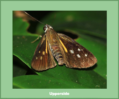 Plastingia naga - Male