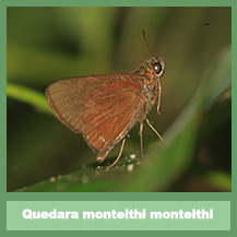 Quedara monteithi monteithi