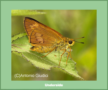 Telicota augias augias - Male