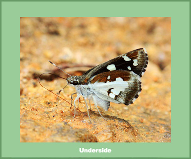 Udaspes folus - Male