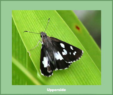 Udaspes folus - Male