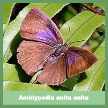 Amblypodia Anita Anita
