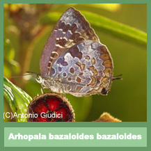 Arhopala bazaloides bazaloides