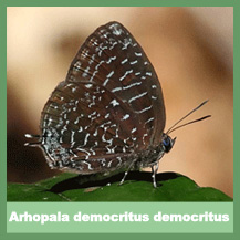 Arhopala Democritus Democritus