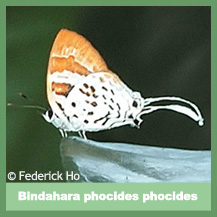 Bindahara Phocides Phocides