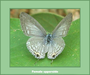 Chilades pandava pandava - Female